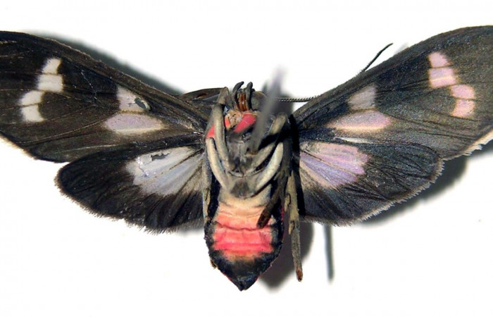 Figura 12. Adulto macho de <i>Heliura aurorina</i>. (Erebidae) mide 27 mm, posición normal parte enfocada ventral central.01-SRNP-10922-DHJ92373.jpg.