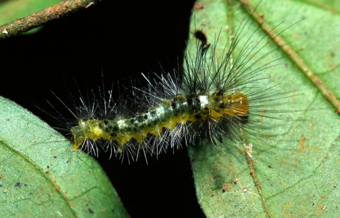 Figura 4. Larva en cuarto estadio <i>Heliura aurorina</i>. (Erebidae), (16-SRNP-27034-DHJ730701), Sendero Quebrada,(elevación 363 metros), posición dorsal alimentandose en Strychnos guianensis, (Loganiaceae).23 Julio 2016, Foto, Anabelle Córdoba