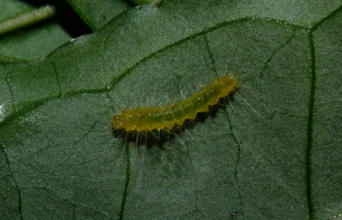 Figura 2. Larva en tercer estadio <i>Heliura aurorina</i>. (Erebidae), (16-SRNP-27034-DHJ730649), Sendero Quebrada,(elevación 363 metros), posición dorsal alimentandose en Strychnos guianensis, (Loganiaceae).16 Julio 2016, Foto, Anabelle Córdoba.