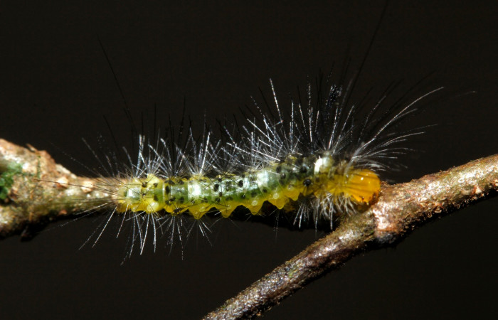Figura 5. Larva en cuarto estadio <i>Heliura aurorina</i>. (Erebidae), (16-SRNP-27034-DHJ730703), Sendero Quebrada,(elevación 363 metros), posición dorsal alimentandose en Strychnos guianensis, (Loganiaceae).23 Julio 2016, Foto, Anabelle Córdoba.