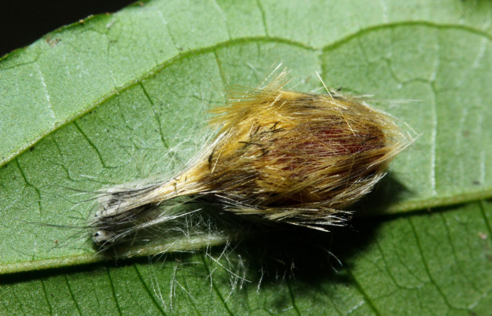 Figura 8. Larva en pupa <i>Heliura aurorina</i>(Erebidae), (16-SRNP-27034-DHJ730757) Estación Wege, (elevación 344 metros).2 Agosto 2016, Foto, Anabelle Córdoba.