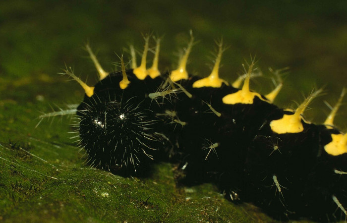 Fig 6. Larva en último estadio de Hypanartia arcaei. Area de Conservación Guanacaste, Sector Cacao, Sendero Cima, elevación1460mt. (00-SRNP-9054-DHJ53751.jpg).