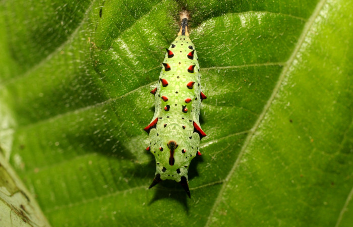 Fig 13. Pupa de Hypanartia arcaei, vista frontal y dorsol sujetada de la hoja de Alchornea latifolia. Area de Conservación Guanacaste, Sector Santa Maria, Sendero Fosa, elevación1600mt. 18-SRNP-18-SRNP-35272-DHJ734922).