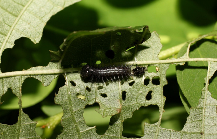 Fig 1. Larva en segundo estadio de Hypanartia arcaei. Area de Conservación Guanacaste, Sector Santa María, Sendero Fosa, elevación1600mt. (18-SRNP-35273-DHJ734944).