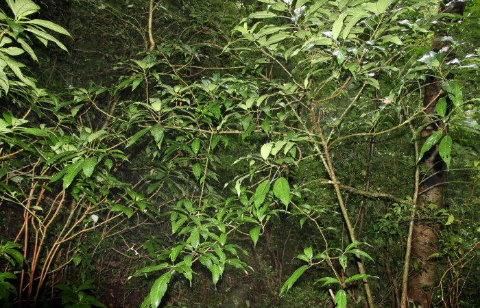 Fig 9. Area de Conservación Guanacaste, Sector Cacao Derrube, elevación 1220m,t planta hospedera de Hypanartia arcaei Urera simplex la familia Urticaceae. Foto, 25. Jose Manuel Pereira fecha, 10/04/2018.