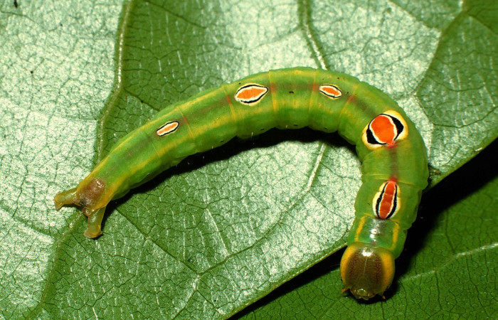 Figura 8. Larva <i>Sericochroa</i> Janzen01 (Notodontidae) alimentándose en <i>Vochysia guatemalensis</i> (Vochysiaceae). (00-SRNP1618-DHJ53072.jpg).