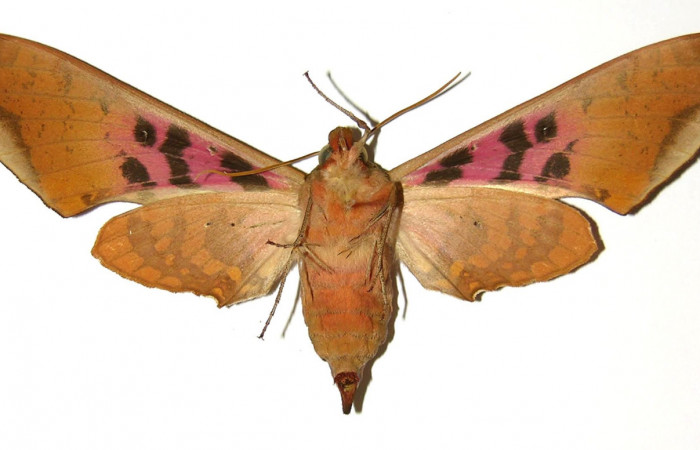Fig. 2 Adulto hembra <i>Adhemarius fulvescens</i>
(Sphingidae), vista ventral mide 97mm. Estacion Cacao, Sector Cacao. 1150 m. 97-SRNP-1223-DHJ304351.