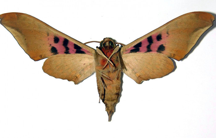 
Fig. 3 Adulto macho <i>Adhemarius fulvescens</i>
(Sphingidae), vista dorsal mide 99mm. Sendero Arenal, Sector Cacao. 1180 m. 99-SRNP-1216-DHJ95712.