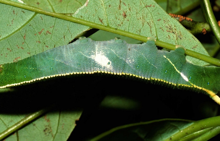Fig. 7 Larva lateral entero útilmo estadio <i>Adhemarius fulvescens</i> (Sphingidae), mide 7mm. Sendero Derrube, Sector Cacao. 1220 m. 02-SRNP-9999-DHJ67840.