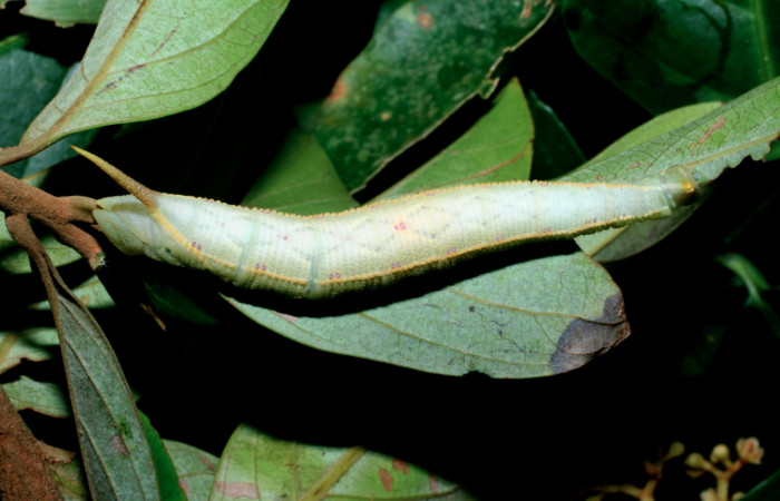 Fig. 8 Larva dorsal entero útilmo estadio <i>Adhemarius fulvescens</i> (Sphingidae), mide 7mm. Naranjales, Sector Cacao. 1030 m. 09-SRNP-36445-DHJ459185.