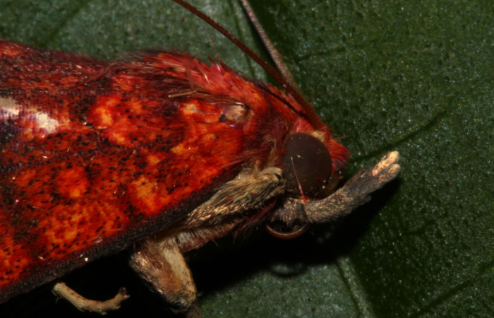 Fig.1 Adulto <i>Antiblemma incarnans</i> mostrando característica de la familia Erebidae, en la parte frontal, llamada palpos maxilares.  Voucher: 19-SRNP-30661-DHJ764974.jpg