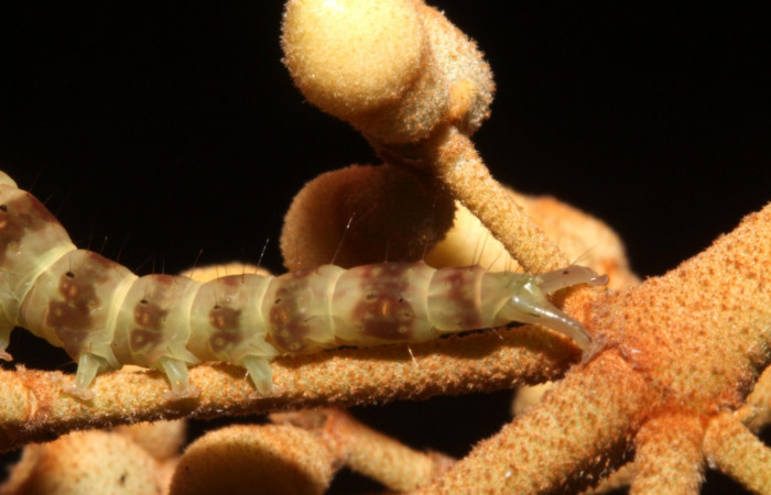 Fig.2 Larva  <i>Antiblemma</i> Poole35 en último estadío mostrando caracteristica de la familia Erebidae. Voucher: 14-SRNP-42655-DHJ708848.JPG