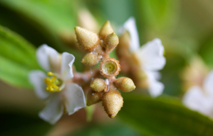 Fig.3 Botones y ovarios de <i>Conostegia xalapensis</i>, Estación Pitilla,  Area de Conservación Guanacaste, Foto P.Rios.