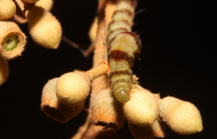 Fig. 4  Larva <i>Antiblemma</i> Poole35 en último estadio mostrando la parte frontal. Voucher: 14-SRNP-42655-DHJ708849.JPG