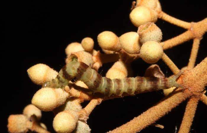 Fig.5 Larva <i>Antiblemma</i> Poole35  en último estadio mostrando los colores de cada segmento.  Voucher:  14-SRNP-42655-DHJ708850.JPG