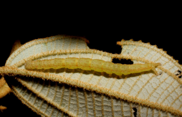 Fig.6 Larva <i>Antiblemma ceras</i> último estadio, parte lateral, mostrando comparaciones entre especies. Voucher:08-SRNP-32128-DHJ445758.JPG