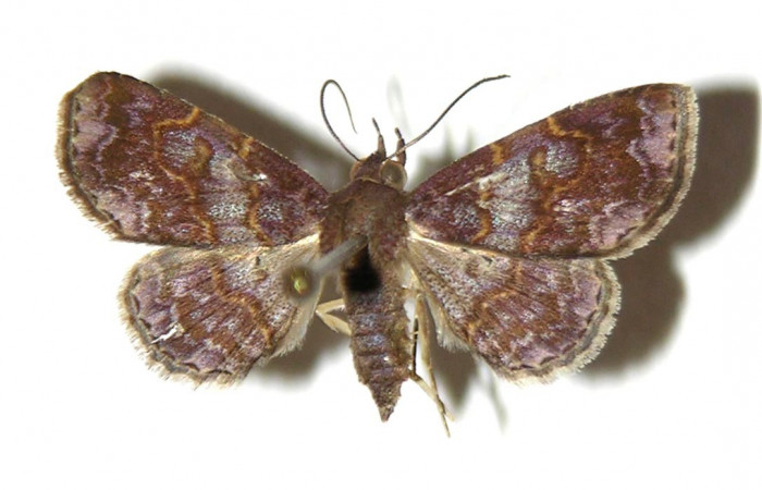 Fig.7 adulto <i>Antiblemma</i> Poole35 mostrando parte dorsal.  Voucher: 03-SRNP-11271-DHJ321684.jpg