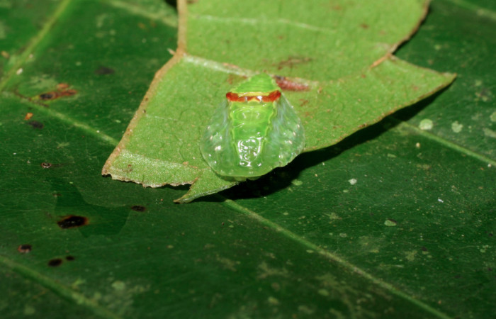 Fig. 3 Larva <i>Venadicodia denderia</i> (Limacodidae), vista dorsal mide 12mm. Medrano, Sector Pitilla 440m. 06-SRNP-32046-DHJ413145.