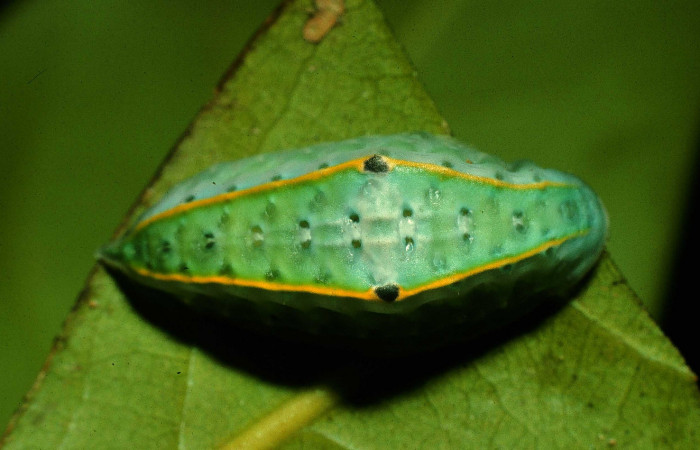 Fig. 5 Larva <i>Venadicodia caneti</i> (Limacodidae), vista dorsal. Los Almendros, Sector El Hacha 440m. 97-SRNP-5798-DHJ42920.