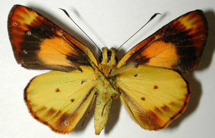 Fig. 1. <i>Falga sciras</i> (Hesperidae). Area de Conservación Guanacaste, Sector Cacao, Sendero Cima. (01-SRNP-7720-DHJ38541).