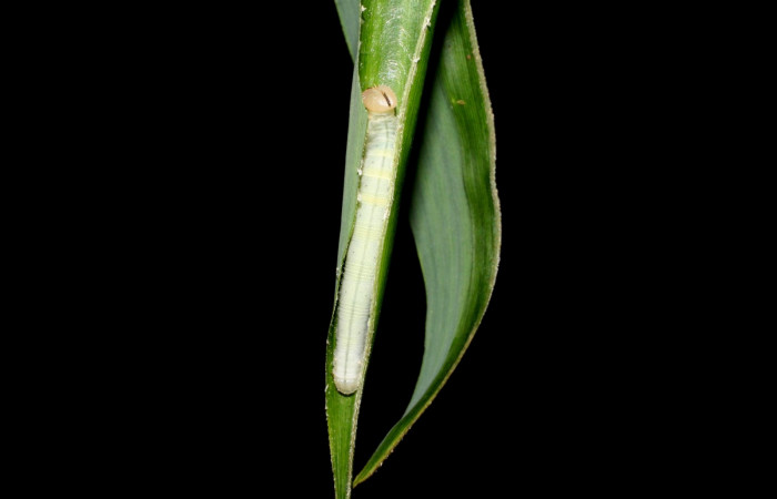 Fig. 5. <i>Falga sciras</i> (Hesperiidae), larva último estadio. Area de Conservación Guanacaste, Sector Cacao, Sendero Cima. (06-SRNP-35684-DHJ416731.jpg).