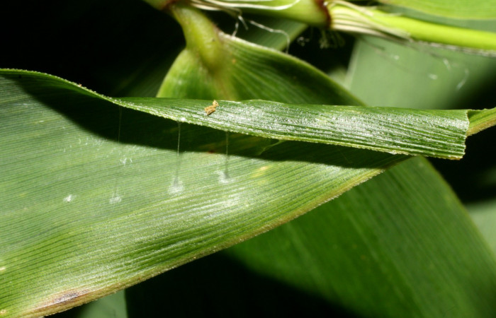 Fig. 6. Casita de <i>Falga sciras</i> (Hesperiidae), en <i>Rhipidocladum pittieri</i> (Poaceae). Area de Conservación Guanacaste, Sector Cacao, Sendero Cima. (15-SRNP-35771-DHJ709436.jpg).