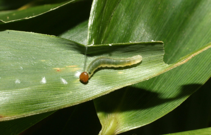 Fig. 7. <i>Falga sciras</i> (Hesperiidae), tercer estadio. Area de Conservación Guanacaste, Sector Cacao, Sendero Cima. (15-SRNP-35771-DHJ709439.jpg).