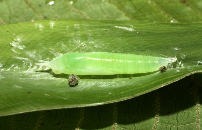 Fig. 9. Pupa <i>Falga sciras</i> (Hesperiidae). Area de Conservación Guanacaste, Sector Cacao, Sendero Cima. (15-SRNP-35777-DHJ709533.jpg).