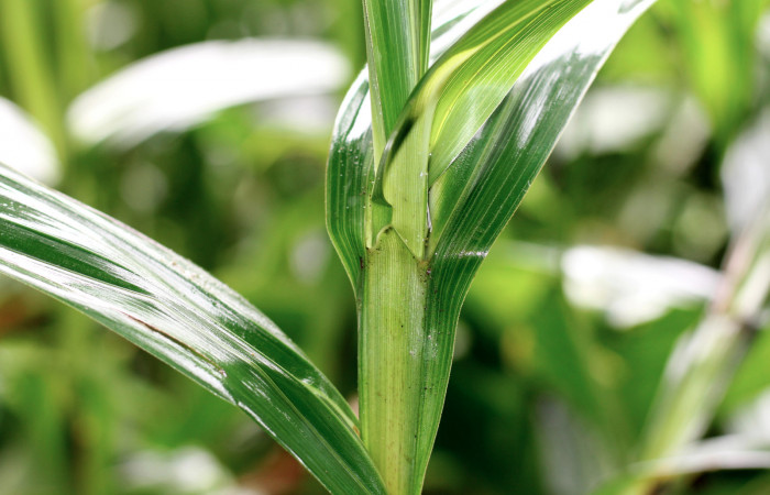 Fig. 10 Tallo y hojas de <i>Scleria latilofia</i> (Cyperaceae), cada tallo tiene forma triangular con sus lados afilados en forma de sierra incluyendo sus hojas, pueden cortar las manos si pasamos en forma contraria. Suampo Guapinoles Sector Del Oro, 15 de Enero 2021 Foto. Roster Moraga.
