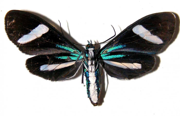 Fig- 2 Vista ventral de la hembra <i>Mydromera notochloris</i> (Erebidae). (00-SRNP-21139-DHJ38837).