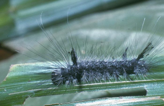 Fig. 5 Posición lateral de <i>Mydromera notochloris</i> (Erebidae) sobre <i>Scleria latifolia</i> (Cyperaceae). 27 de Febrero 2004 Margarito Sector Del Oro. (04-SRNP-20879-DHJ82131).