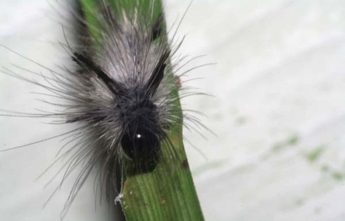Fig. 7 Posición frontal del último estadio de <i>Mydromera notochloris</i> (Erebidae). Sobre <i>Scleria</i> 15249 (Cyperaceae), 21 de Agosto 2006 Sendero Parcelas Sector Rincón Rain Forest. (06-SRNP-42937-DHJ417072).