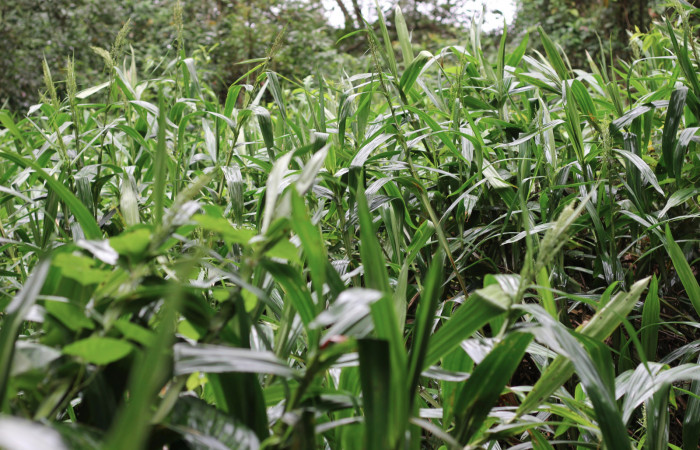 Fig. 8 Zona suamposa donde esta creciendo <i>Scleria latifolia</i> (Cyperaceae). Suampo Guapinoles Sector Del Oro, 15 de Enero 2021 Foto. Roster Moraga.