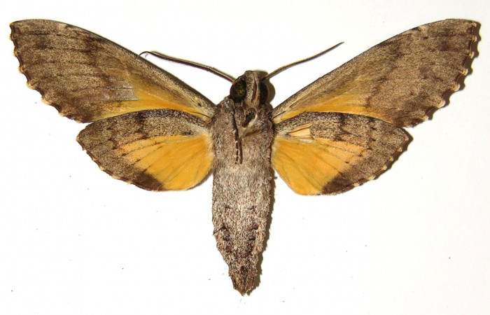 Fig.02. Adulto de <i>Isognathus rimosa</i> (Sphingidae), macho, 81mm de longitud, vista ventral. Voucher: 00-SRNP-4413-DHJ304375.jpg.