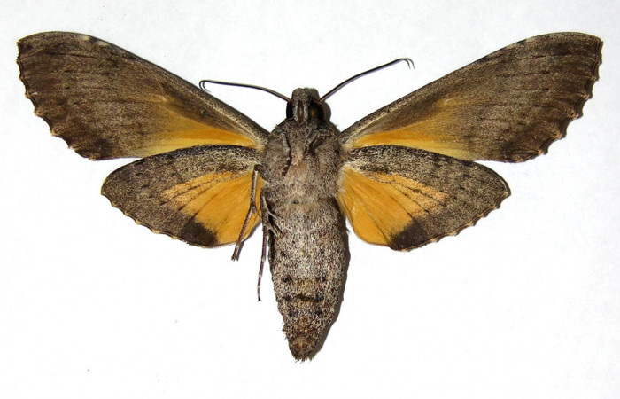 Fig.03. Adulto de <i>Isognathus rimosa</i> (Sphingidae), hembra, 96mm de longitud, vista ventral. Voucher: 05-SRNP-58452-DHJ319201.jpg.