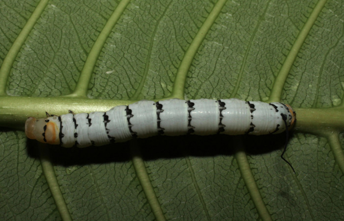 Fig.04. Larva de <i>Isognathus rimosa</i> (Sphingidae) penúltimo estadío, 42mm de longitud, vista dorsal. Voucher: 10-SRNP-12921-DHJ473451.jpg.