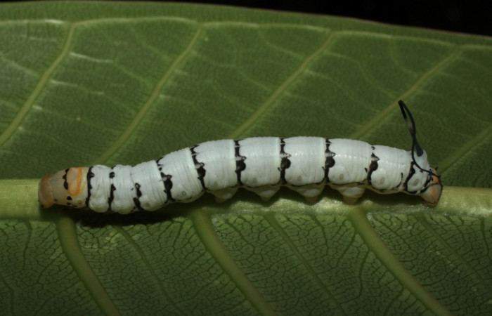 Fig.05. Larva de <i>Isognathus rimosa</i> (Sphingidae) penúltimo estadío, 42mm de longitud, vista lateral. Voucher: 10-SRNP-12921-DHJ473452.jpg.