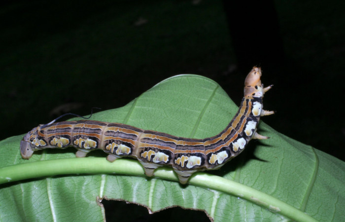 Fig.06. Larva de <i>Isognathus rimosa</i> (Sphingidae) último estadío, 90mm de longitud, vista lateral. Voucher: 05-SRNP-59311-DHJ408659.jpg.