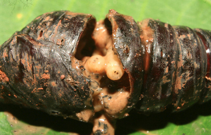Fig.10. Pupa de <i>Rhescyntis hippodamia</i> (Saturniidae),50mm de longitud, vista larvas de Tachinidae, Winthemia. Voucher: 13-SRNP-71577-DHJ703256.jpg.
