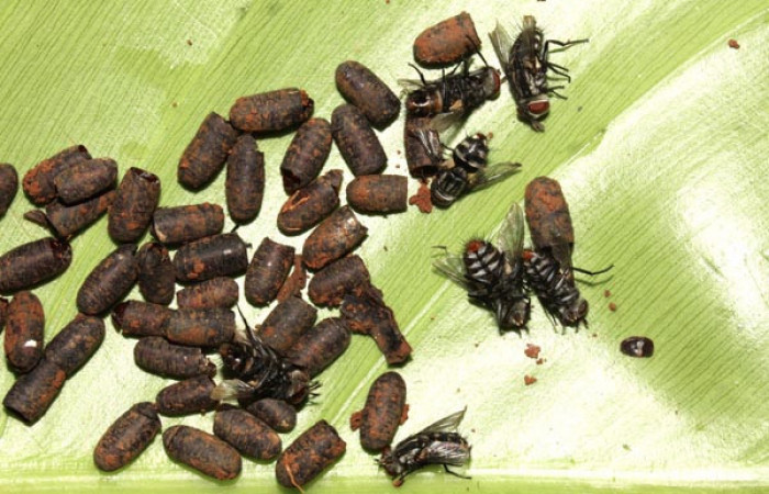 Fig.12. Puparios de Tachinidae, <i>Winthemia</i>, en <i>Rhescyntis hippodamia</i> (Saturniidae),7mm de longitud. Voucher: 13-SRNP-71577-DHJ703329.jpg.