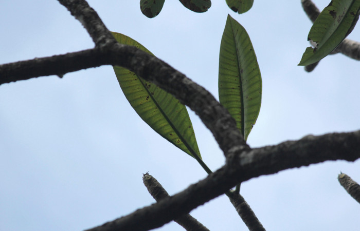 Fig. 14. Arbol de <i>Plumeria rubra</i> (Apocynaceae), vista del poco follaje de la época seca. Planta hospedera de larvas de <i>Isognathus rimosa</i> (Sphingidae).