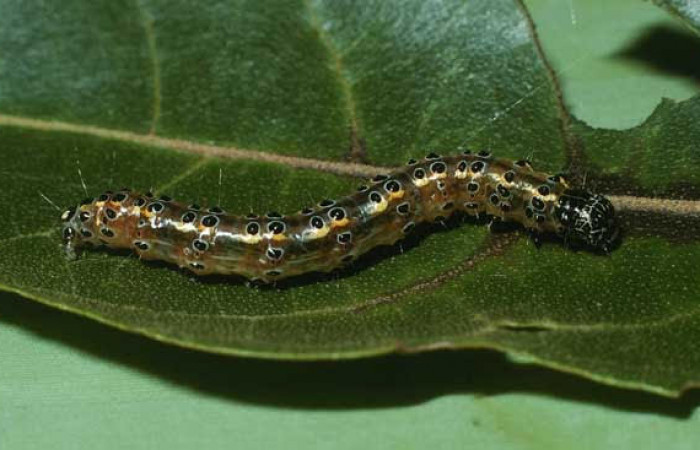 Fig.10. Larva de <i>Conchylodes nolchenialis</i>. Mide 33mm de longitud. Voucher : 03-SRNP-38091-DHJ80467.jpg.