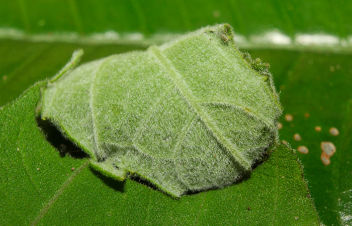 Fig.11. Capullo de <i>Conchylodes arcifera</i>. Voucher : 19-SRNP-70210-DHJ750513.jpg.