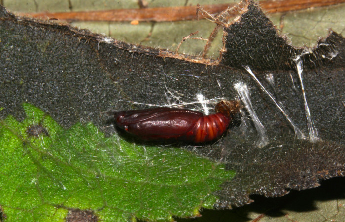 Fig.12. Pupa de <i>Conchylodes grammaphora</i>. Voucher : 20-SRNP-30538-DHJ776561.jpg