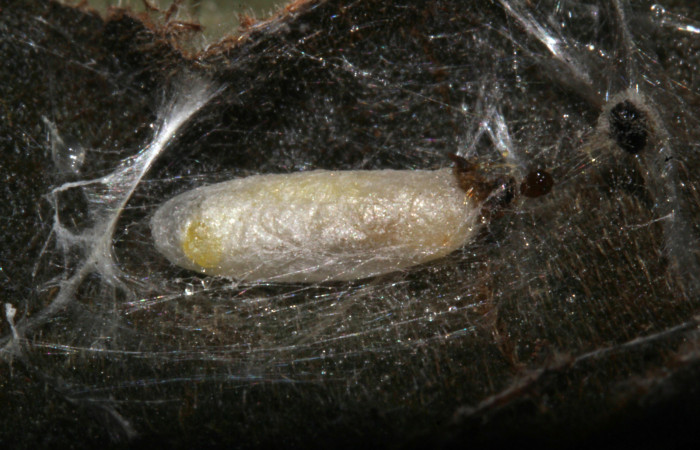 Fig.13. Capullo de la familia Ichneumonidae, en larva de <i>Conchylodes grammaphora</i>. Voucher : 20-SRNP-30534-DHJ776557.jpg.