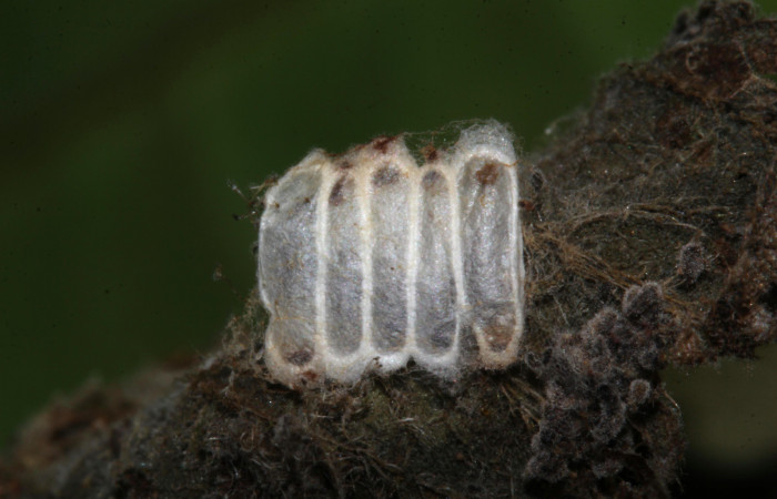 Fig.14. Capullo de la familia Eulophidae, en larva de <i>Conchylodes grammaphora</i>. Voucher : 20-SRNP-30529-DHJ776553.jpg.