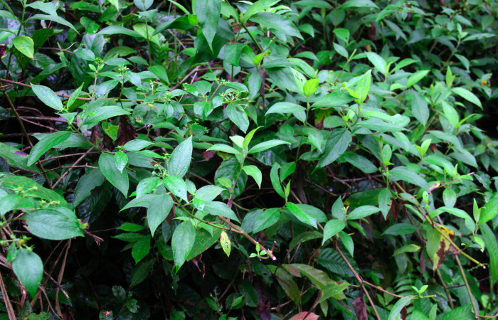 Fig.15. Planta hospedera de <i>Conchylodes grammaphora</i>, <i>Zexmenia virgulta</i>, (Asteraceae). Foto, Manuel Rios, Enero 2021.