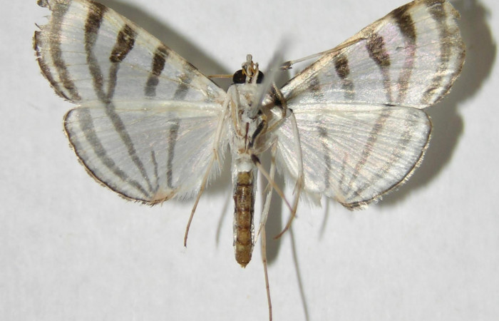 Fig.2. Adulto de <i>Conchylodes grammaphora</i>. De 24mm de longitud vista ventral. Voucher : 06-SRNP-32323-DHJ349679.jpg.