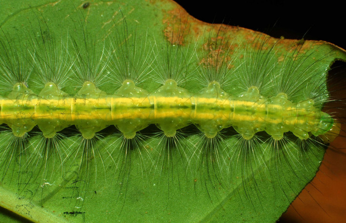 Figura 6. <i>Elaeognatha argyritis</i> (Nolidae). Último estadio, posición cola, Sector San Cristóbal, Rio Blanco Abajo. Voucher 01-SRNP-2687-DHJ59080.jpg.