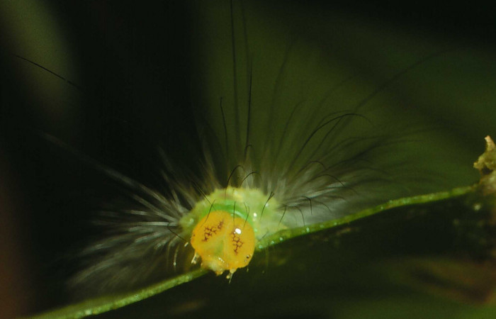 Figura 8. <i>Elaeognatha argyritis</i> (Nolidae). Último estadio, posición frontal, Sector San Cristóbal, Rio Blanco Abajo. Voucher 01-SRNP-2687-DHJ59083.jpg.